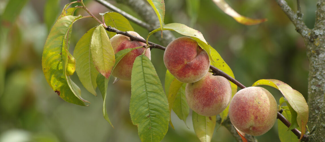 Prunus persica