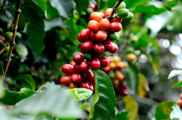 Listy a plody kávovníku