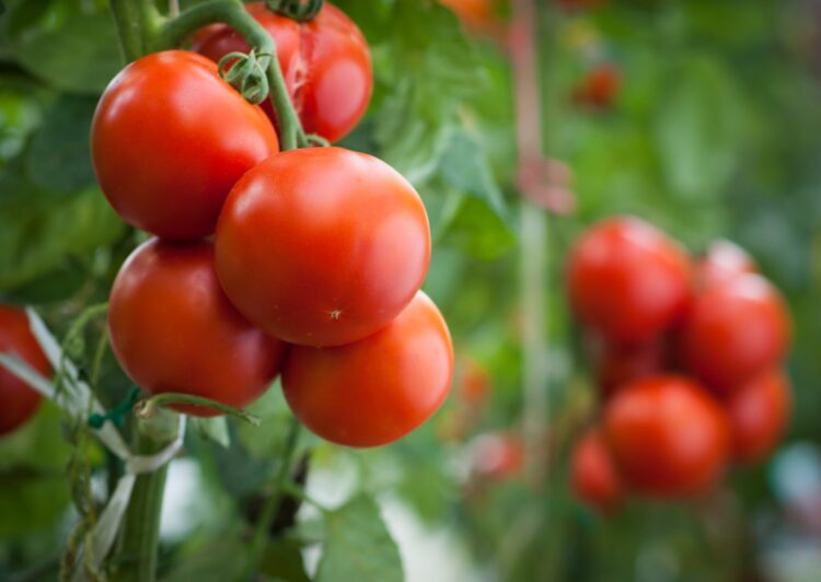 Plody rajčat