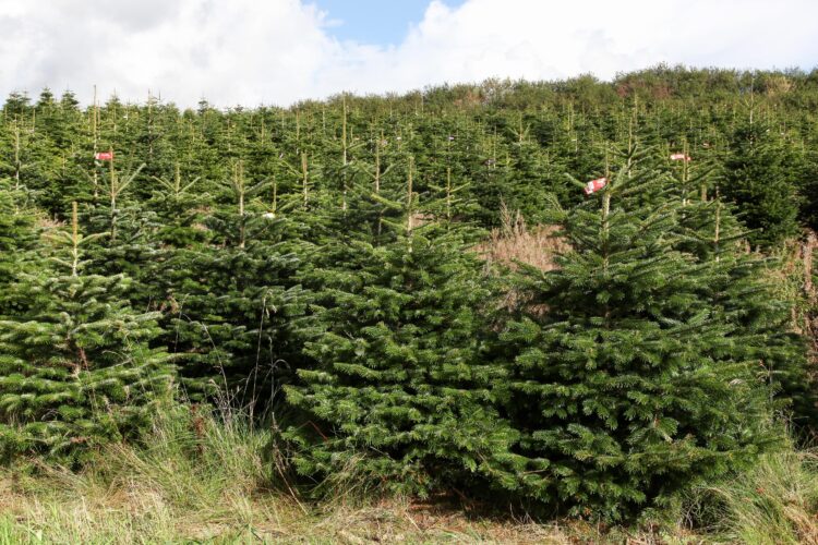 Abies nordmanniana