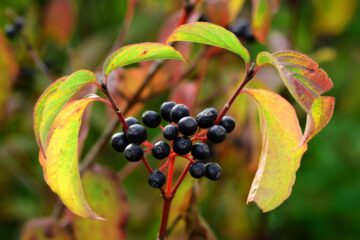 Cornus sanguinea