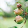 Malé plody jabloně na větvni_Naturhelp.cz_stromky a sazenice
