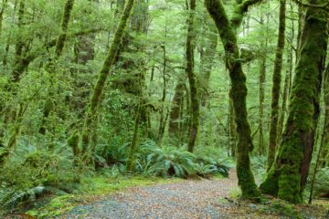 Hustý les uprostřed Nového Zélandu_Naturhelp