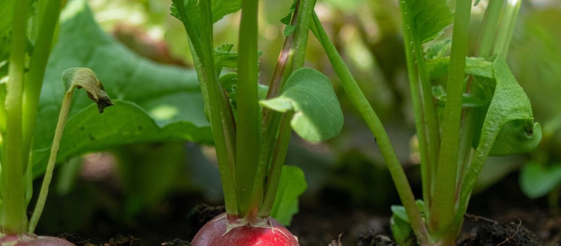 Jak pěstovat ředkvičky_Naturhelp.cu