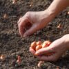 Pěstování cibule ze sazečky nebo ze semen_naturhelp