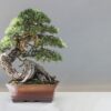 Jak se pěstuje bonsai