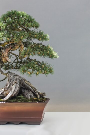 Jak se pěstuje bonsai