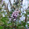 Vitex agnus-castus