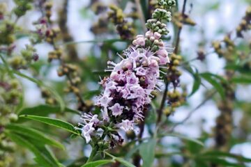 Vitex agnus-castus