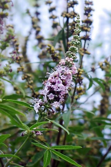 Vitex agnus-castus