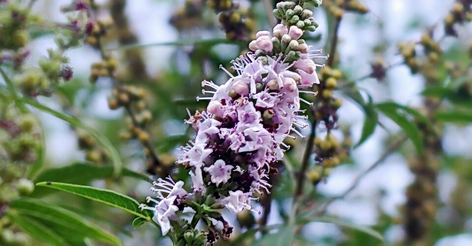 Vitex agnus-castus